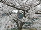kenkenさんの羽高湖の桜の投稿写真1
