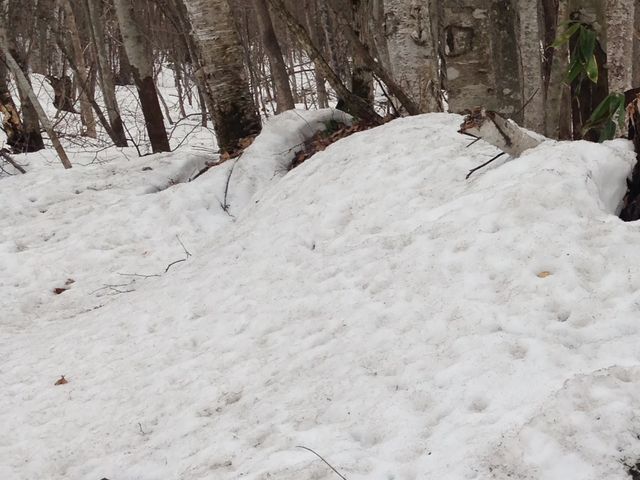 1�T�Ԃłǂ��܂ŉ�����ł��傤�B_�j�R���R����