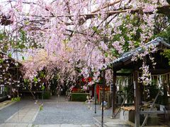 jR񂳂̐ΓV{ւ̓eʐ^1