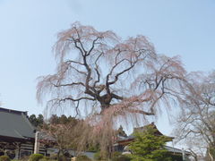 トシローさんの昌建寺のしだれ桜への投稿写真1