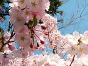 Ȃ܂̔Sݐ_Va̍̓eʐ^5