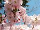 なかがまさんの八百萬神之御殿の桜への投稿写真4