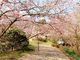 なかがまさんの八百萬神之御殿の桜への投稿写真3