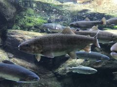 Ȃ̓Ȗ،Ȃ퐅Vւ̓eʐ^1