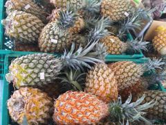 ������[����̌ÉF���ӂꂠ���L��ւ̓��e�ʐ^1