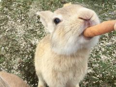 ́[т̋xɑ v쓇ւ̓eʐ^1