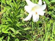 ƂƂ̉iǕ̃Gu̓eʐ^1