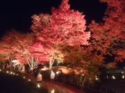 ꂨ񂳂̕xm͌Ή򋽂̓eʐ^5