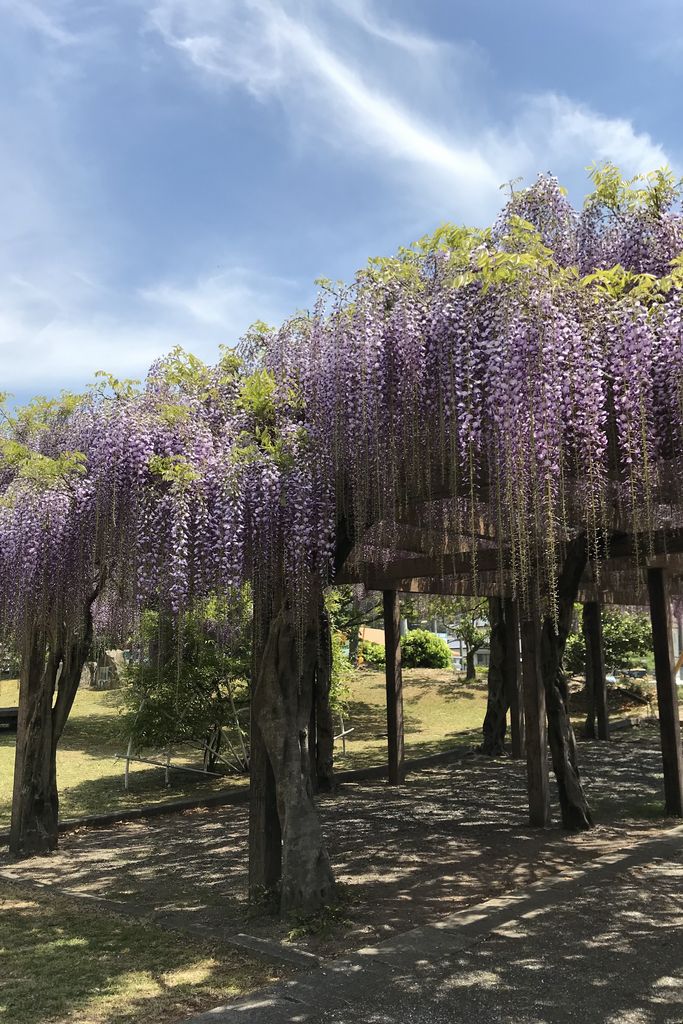 大三島藤公園