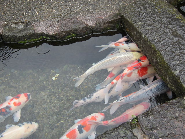 ��̉j���܂�_��̉j���܂�