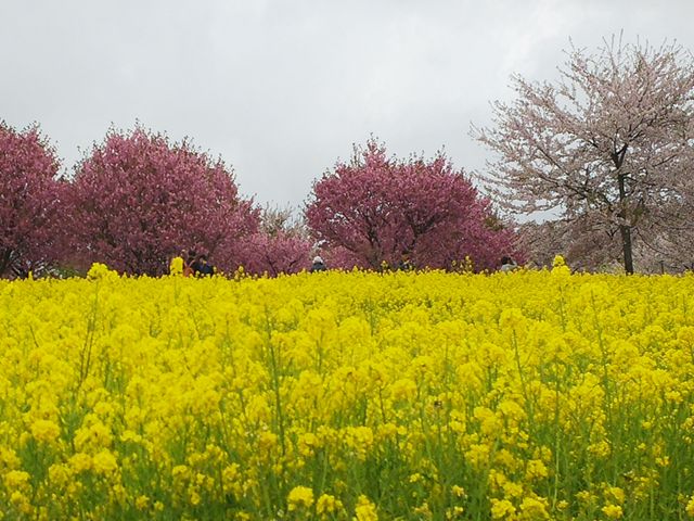 �ԏ��ʐ�{��_�ԏ��ʐ�{��