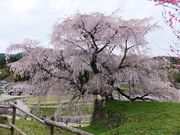 ڂ炳̖{̑iqj̓eʐ^2