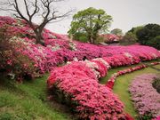 長串山のツツジ公園 アクセス 営業時間 料金情報 じゃらんnet