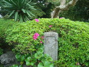 ����񂲂���̈ɓ��S�e�̕�̓��e�ʐ^2