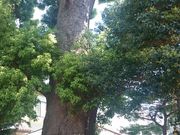 KAZZ����̒q���_�Ђ̓��e�ʐ^1