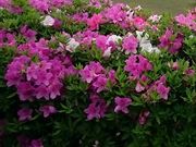 񂿂񂳂̐̃ccW̓eʐ^1