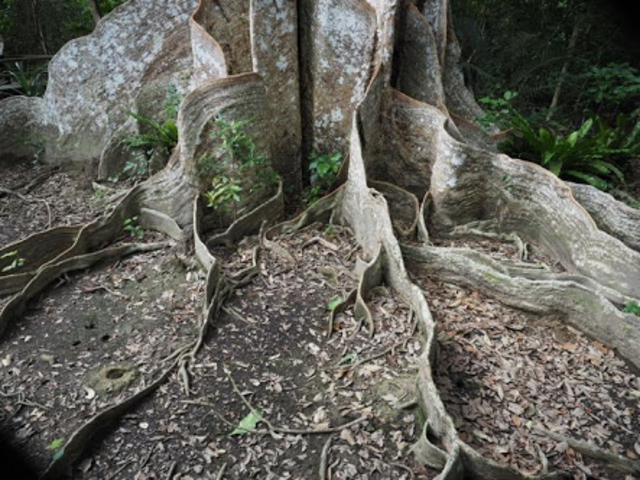 ���i����̃T�L�V�}�X�I�E�m�L�̓��e�ʐ^1