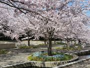 �݂₳��̂�����L��̓��e�ʐ^1