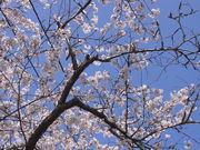 ݁B̖[Jg[Nu[St̓eʐ^2