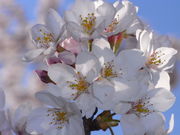 ݁B̖[Jg[Nu[St̓eʐ^4