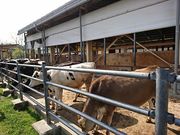 korikori̎lssӂꂠq̓eʐ^2