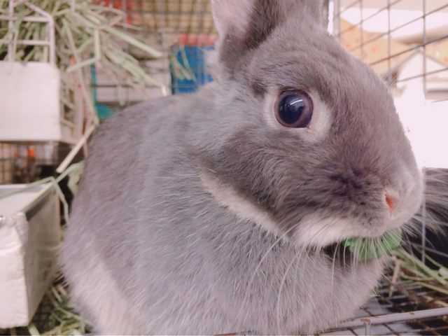 ͂Ȃ񂳂̂JtF R.a.a.g.f - Rabbit and grow fat.̓eʐ^1