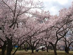 桜の名所 高遠のタカトオコヒガンザクラ 高遠城址公園のタカトオコヒガンザクラの口コミ じゃらんnet