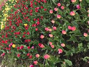 ҂イ̃TL̃`[bv̓eʐ^1