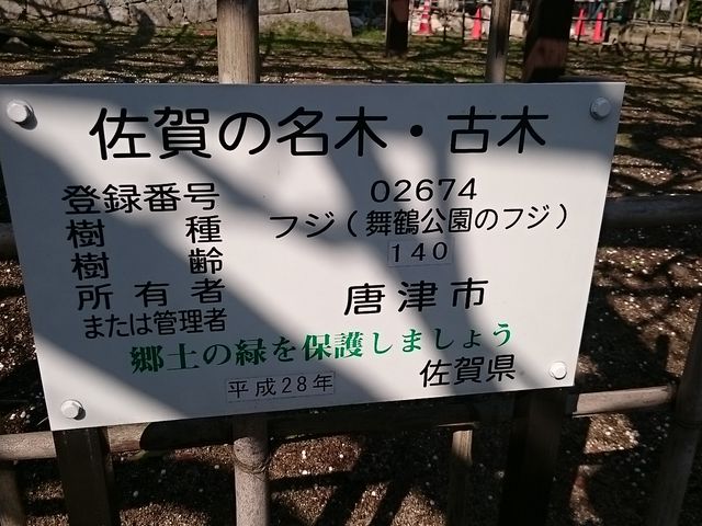 看板_舞鶴公園の藤