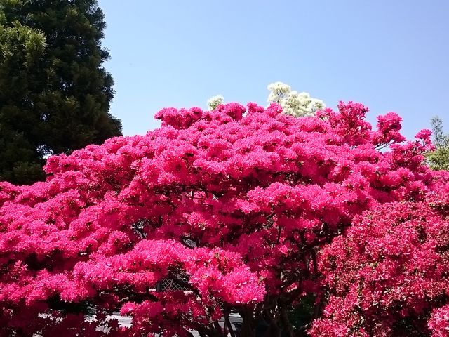 �F���L���C_�v���Ďs���E���Z���^�[