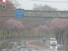 登別の桜並木の口コミ一覧 じゃらんnet