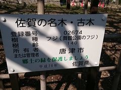 まんまさんの舞鶴公園の藤への投稿写真1