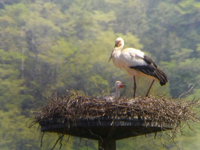 �]�����ɃX�}�z�̃J�����𖧒������āc�B�e�ɐ����I�I_���Ɍ����R�E�m�g���̋�����