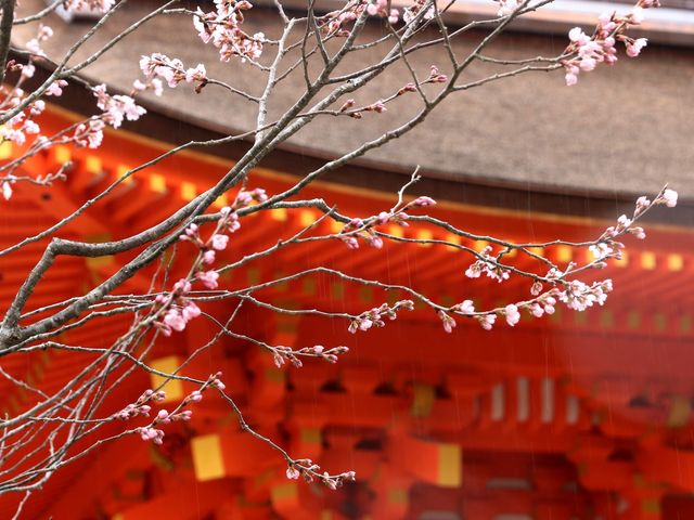 桜の咲き始め_賀茂別雷神社（上賀茂神社）