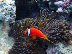 JKofa@and PuPuւ̓eʐ^1