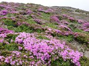 �C�[�X�g�E�b�h����̃~���}�L���V�}�̓��e�ʐ^2