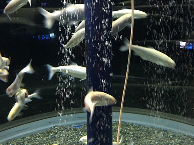 ����_�C���f�B�A�����ԁi�T�P�̕ߋ��ԁj