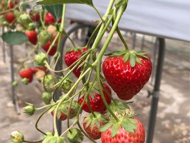 ^ԂȃC`S_kc_@䕂̃}VF