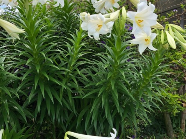 [ҁ[̖쎵Ȃ̃eb|E̓eʐ^1