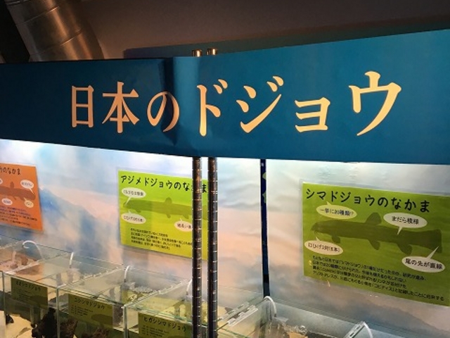 �ǂ��傤_�T�P�̂ӂ邳�Ɛ�ΐ�����