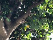 ���[�ҁ[����̉��c���L�˂̓��e�ʐ^1