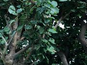 ���[�ҁ[����̐_�A�T�M�̓��e�ʐ^1