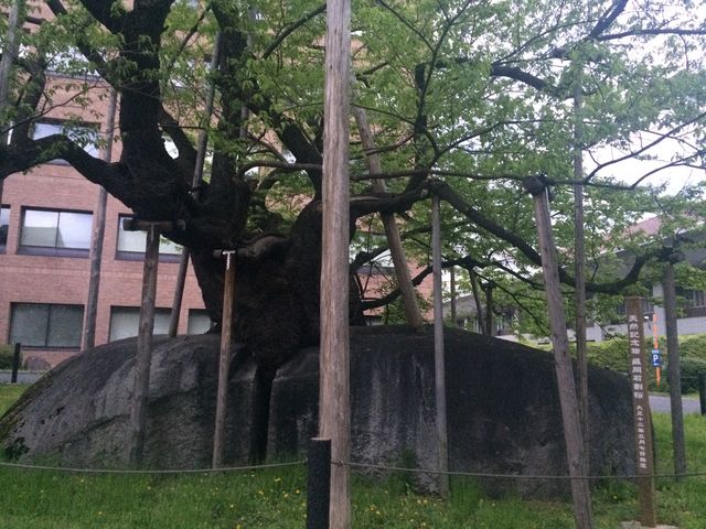 �Ί���_�Ί���