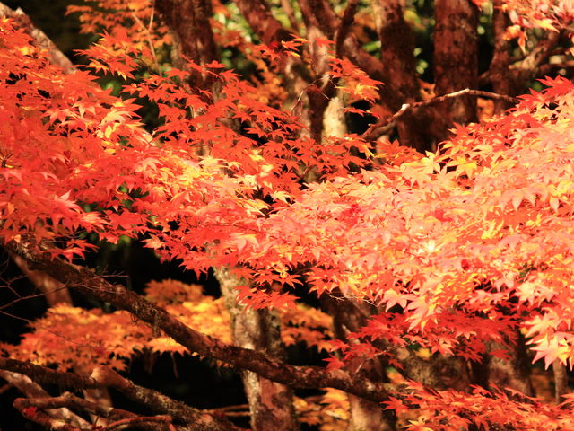 �g�t_�݂��炢�k�J�̍g�t