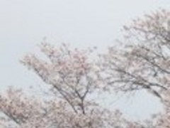 アクセルゼンカイさんの雁巻堤の桜の投稿写真1