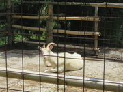 Ԃ񂳂̃JCRW]Lv̓eʐ^1