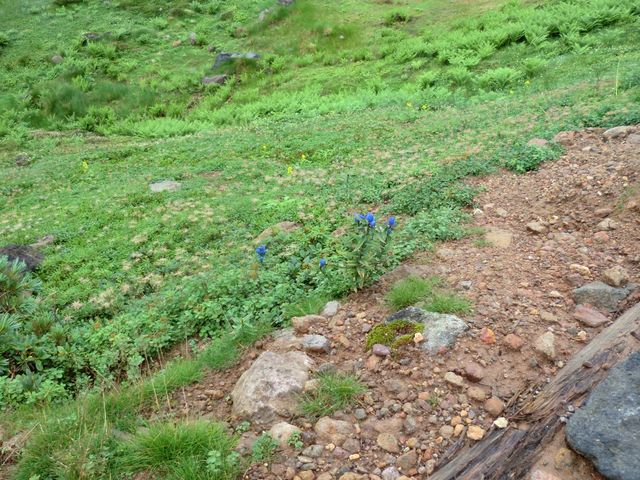 ���Ȃ���_���x���R�T���H