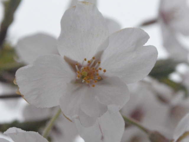 �Y��_�O�_�������̍�