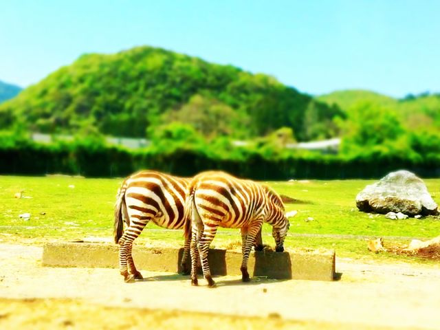 �Ԃ���̒���_�H�g�䎩�R���������T�t�@�������h