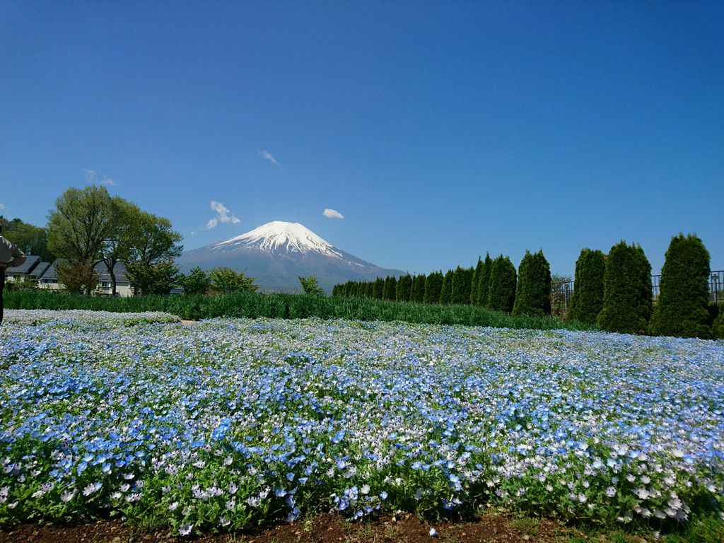北海道で見られる花8選！絶景のおすすめ名所スポットもご紹介！ | たび日和